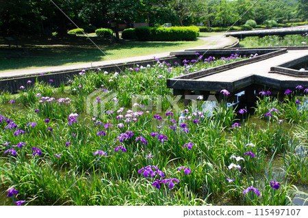 Iris garden 115497107