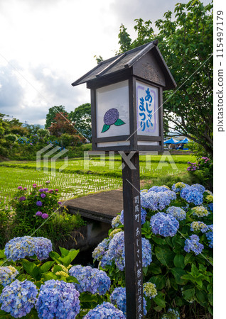 Kaisei Town Hydrangea Festival: A village where hydrangeas bloom 115497179