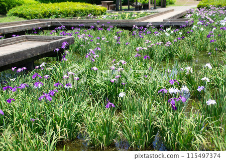 Iris garden Iris garden 115497374