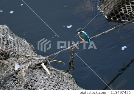 Kingfisher aiming for prey 115497435