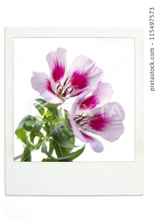 Gotecha Polar style 115497573