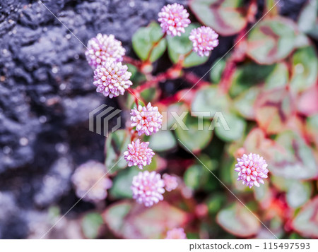 Pink knotweed (pompon grass) that grows naturally 115497593