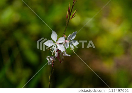 Flowering of Onagraceae Myrica rubra 115497601