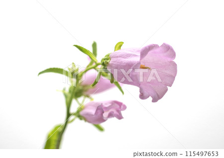 Wind Chimes Campanula 115497653