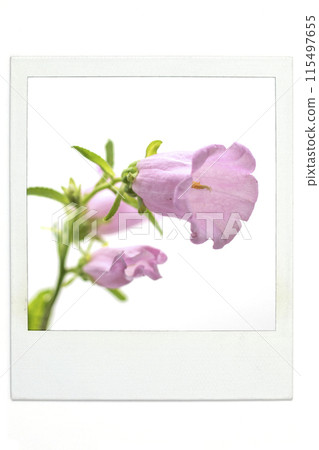 Wind Chimes Campanula Pola Wind Chimes Campanula Pola 115497655