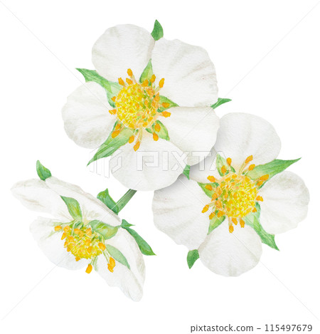 Strawberry white flowers bouquet hand drawn watercolor illustration. Food art, fresh botanical realistic painting. Summer blossom clipart for menu, packaging of farm goods, vegan, garden products 115497679