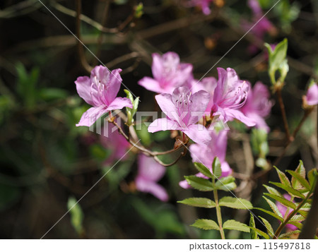 Scenery with Rhododendron dilatatum 115497818