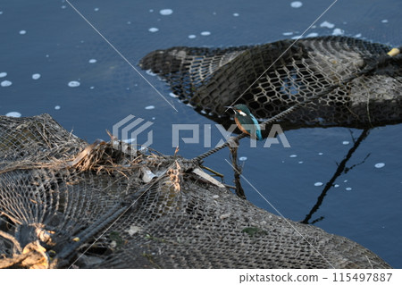 翠鳥瞄準獵物 115497887
