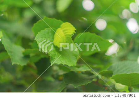 Branch with hazelnut leaves, close-up against background of blurred foliage of trees with sunshine glimpses breaking through between them. Surrounding natural space to soothe soul. Branch with hazelnut leaves, close-up against background of blurred foliage of trees with sunshine glimpses breaking through between them. Surrounding natural space to soothe soul. 115497901