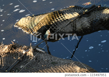 翠鳥瞄準獵物 115497951