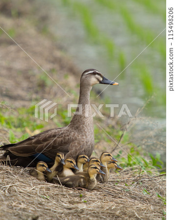 東方斑嘴龜在稻田裡尋找食物 115498206