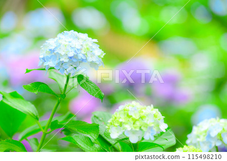 Hydrangea 115498210