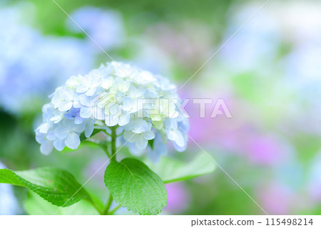Hydrangea 115498214