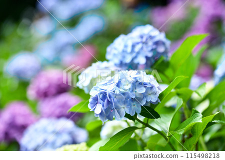 Hydrangea Hydrangea 115498218