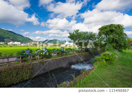 初夏的開成町，繡球花盛開的水道 115498867
