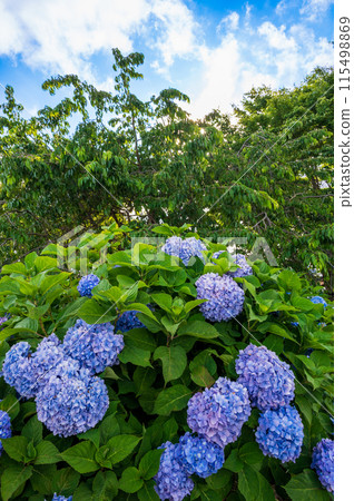 海成繡球花村 - 藍紫色繡球花 115498869