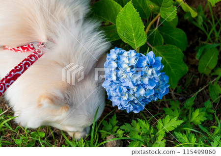 Puppy and blue hydrangea Puppy and blue hydrangea 115499060
