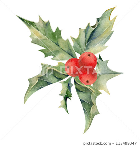 Holly evergreen leaves with red berries rosette. Watercolor hand drawn illustration, composition isolated on white. Xmas, happy new year festive, noel navidad holiday. Cards, gifts, florist wedding. 115499347