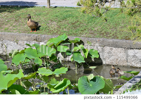 A mother duck watches over her ducklings bathing in a pond 115499366