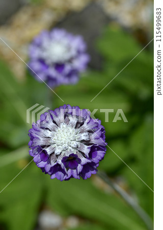 Primula Capitata Primula Capitata 115499683