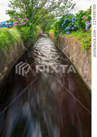 Scenery of a waterway with hydrangeas blooming 115499760