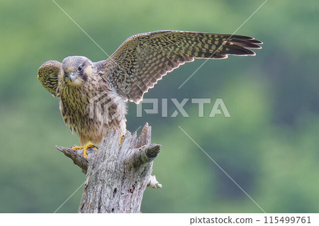 A young Peregrine Falcon stretches while perched on a branch 115499761
