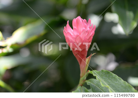 Alpinia Pullplata Alpinia Pullplata 115499780