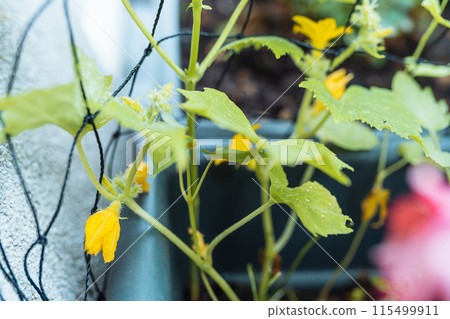 Cucumber seedlings with peduncles and fruits on grid Cucumber seedlings with peduncles and fruits on grid 115499911