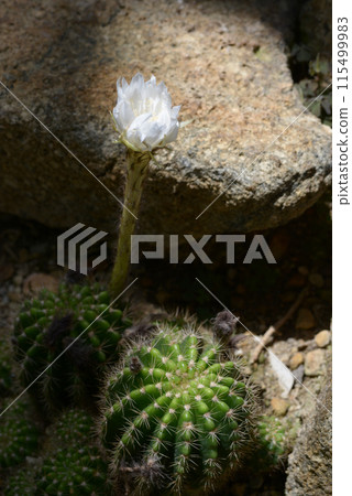 Cactus flower 115499983