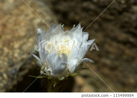 Cactus flower Cactus flower 115499984