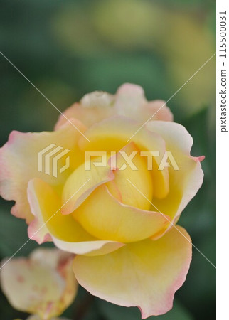 White Rose  115500031