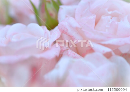 粉紅色的玫瑰花在玫瑰園裡盛開 115500094