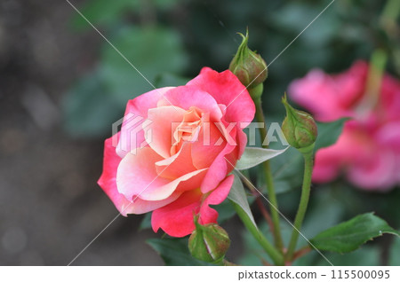 粉紅色的玫瑰花在玫瑰園裡盛開 115500095