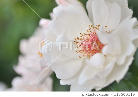 A red rose 115500119