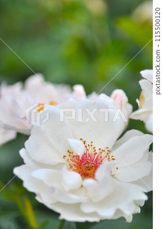 A red rose 115500120