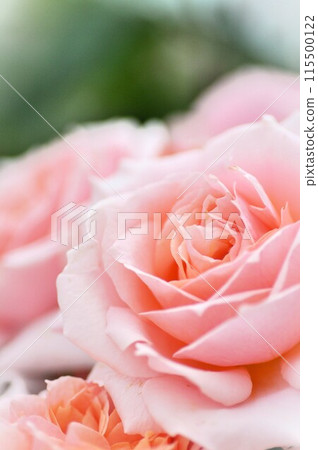 A red rose 115500122