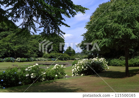 Romantic Ibaraki (In June, silvery white hydrangeas bloom. Take a stroll through the peaceful park.) Yasuraginosato Ogawa, Omitama City Romantic Ibaraki (In June, silvery white hydrangeas bloom. Take a stroll through the peaceful park.) Yasuraginosato Ogawa, Omitama City 115500165