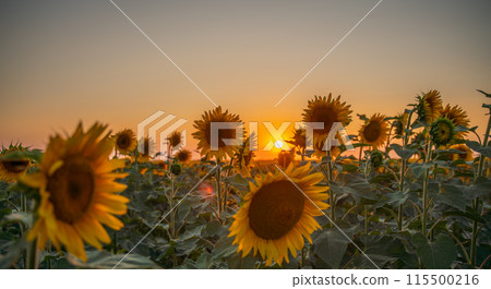 Field sunflowers in the warm light of the setting sun. Summer time. Concept agriculture oil production growing. Field sunflowers in the warm light of the setting sun. Summer time. Concept agriculture oil production growing. 115500216