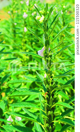 Sesame (gold sesame) growing (Urban Agricultural Park, Adachi Ward, Tokyo) 115500320