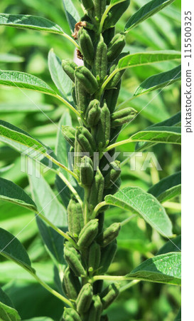Sesame (gold sesame) growing (Urban Agricultural Park, Adachi Ward, Tokyo) Sesame (gold sesame) growing (Urban Agricultural Park, Adachi Ward, Tokyo) 115500325