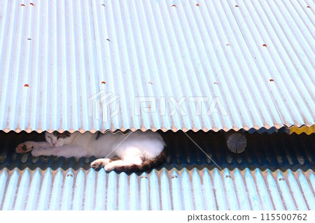 A stray cat taking a nap under the eaves of a storage shed's tin roof A stray cat taking a nap under the eaves of a storage shed's tin roof 115500762