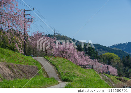 春天的中津川沿岸,蔚藍的天空與垂枝櫻花 春天的中津川沿岸,蔚藍的天空與垂枝櫻花 115500791