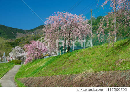 Blue sky and weeping cherry blossoms: Spring along the Nakatsugawa River 115500793