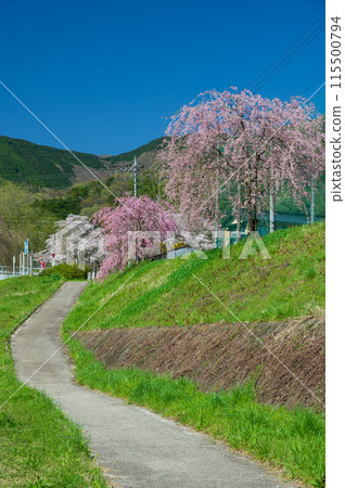 Blue sky and weeping cherry blossoms: Spring along the Nakatsugawa River Blue sky and weeping cherry blossoms: Spring along the Nakatsugawa River 115500794