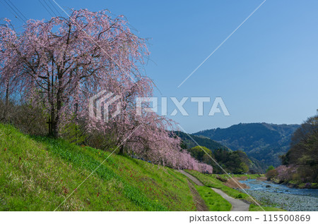 Weeping cherry trees along the Nakatsugawa River Weeping cherry trees along the Nakatsugawa River 115500869