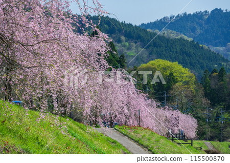 Weeping cherry trees along the Nakatsugawa River Weeping cherry trees along the Nakatsugawa River 115500870