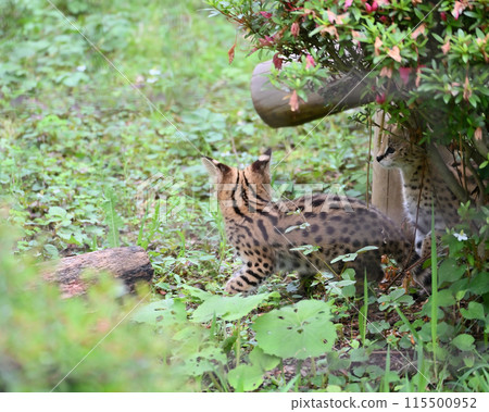 多摩動物公園的兩隻可愛的小藪貓 115500952