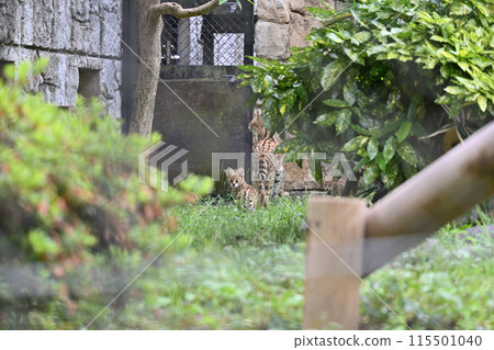 藪貓父母、小孩與嬰兒 多摩動物公園 藪貓父母、小孩與嬰兒 多摩動物公園 115501040