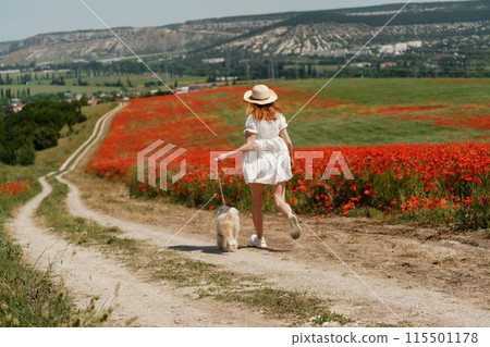 woman with dog. Happy woman walking with white dog the road along a blooming poppy field on a sunny day, She is wearing a white dress and a hat. On a walk with dog 115501178