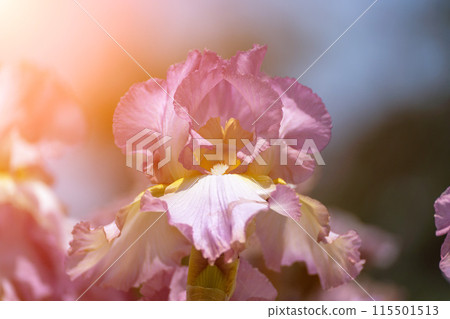 Purple with yellow bearded iris flower close up 115501513